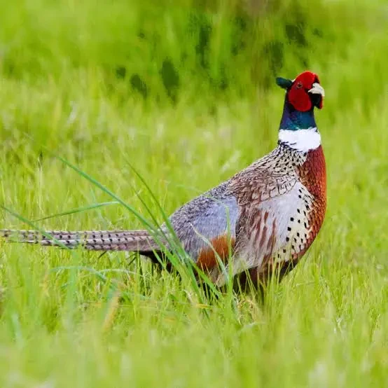 Pheasants Poultry for sale in Lahore