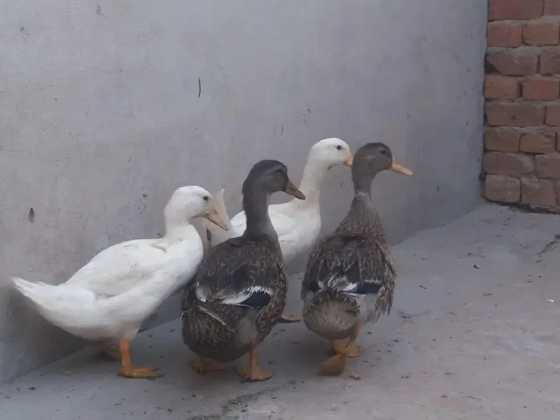 Ducks Poultry for sale in Lahore