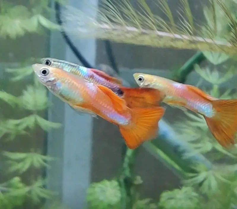 Guppy Fish Fish for sale in Lahore