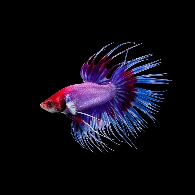 Bettas Fish for sale in Lahore