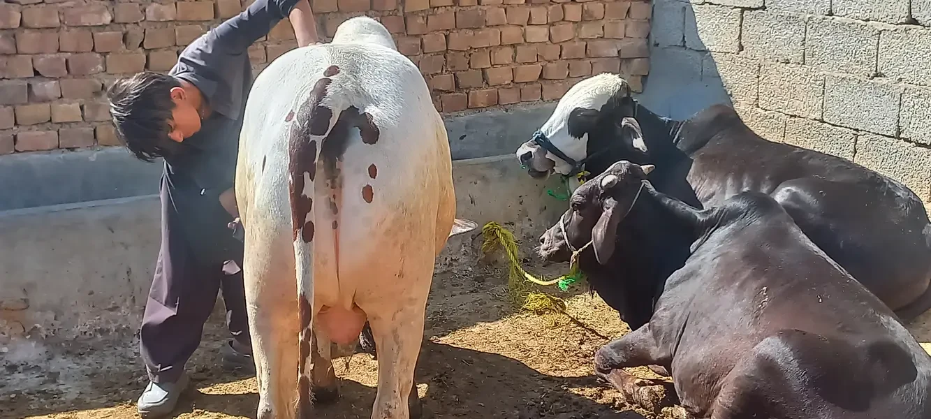 Cows & Bulls Livestock for sale in Lahore