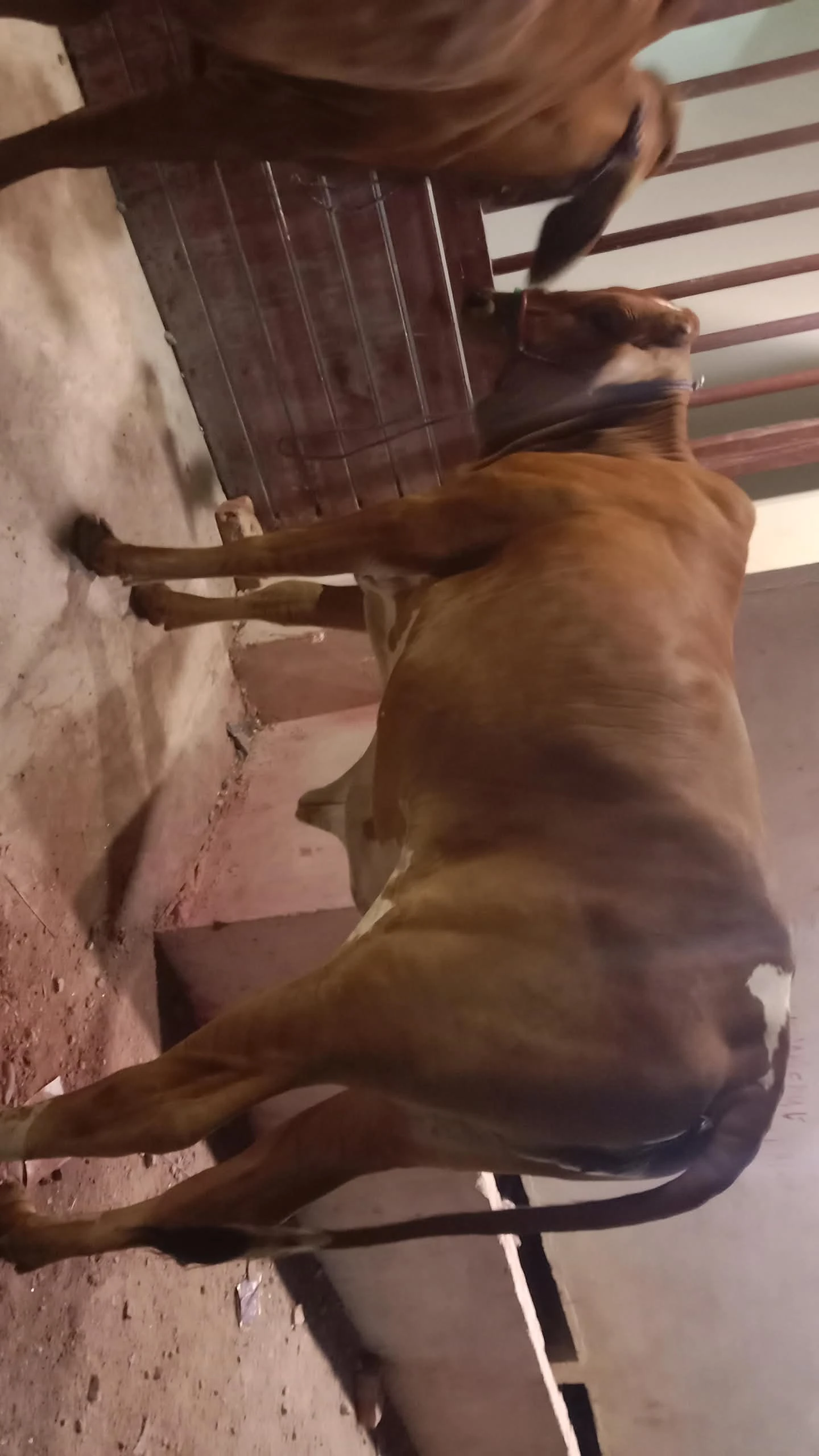 Cows & Bulls Livestock for sale in Lahore
