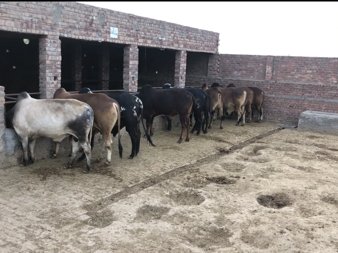 Cows & Bulls Livestock for sale in Lahore