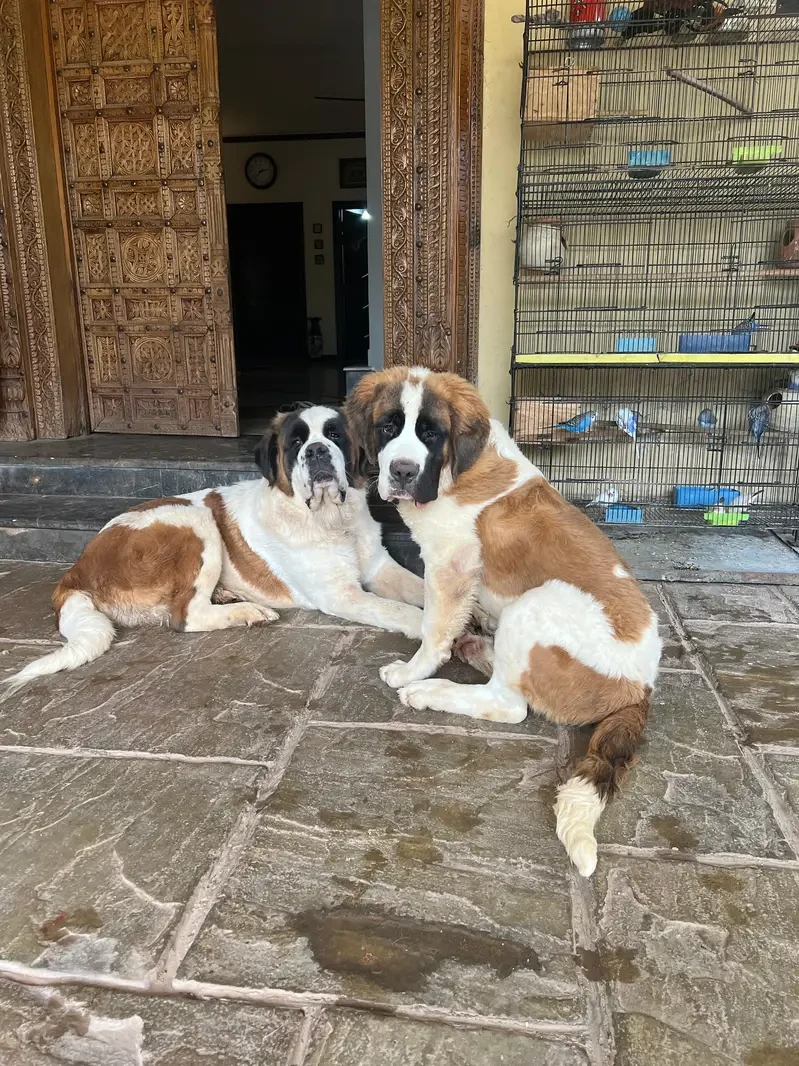 Saint Bernard Dogs for sale in Lahore