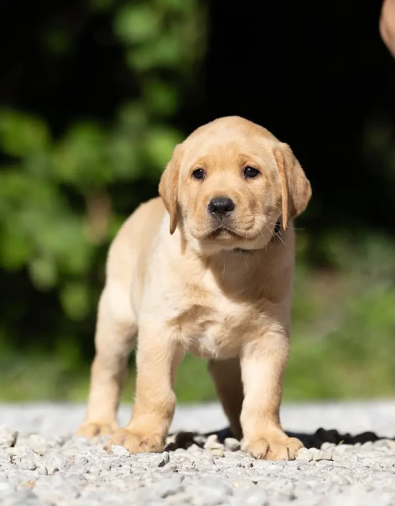 Labrador Dogs for sale in Lahore