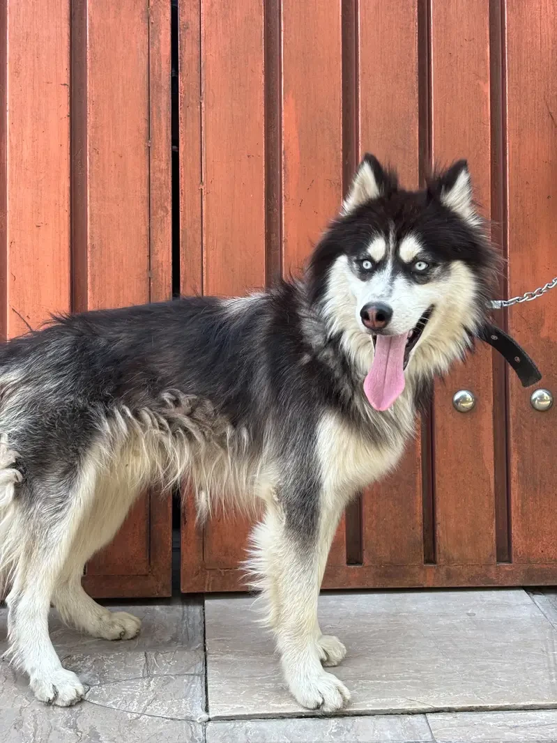 Husky Dogs for sale in Lahore