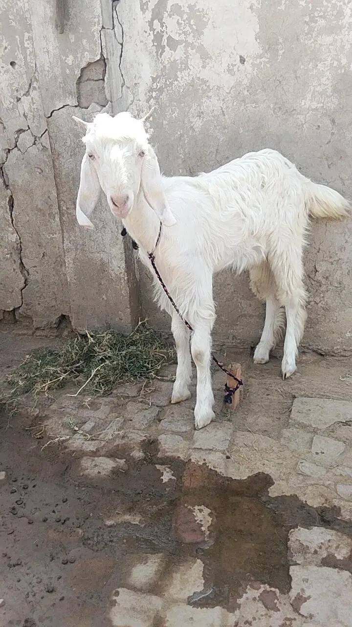 Goats Livestock for sale in Jhelum