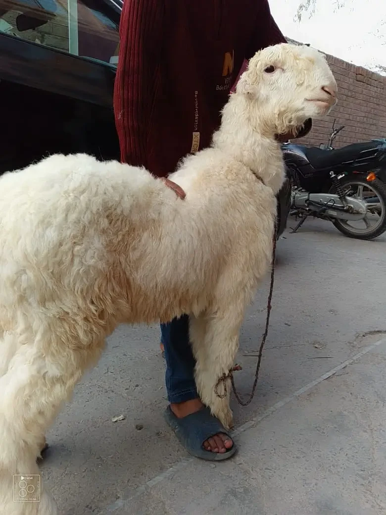 Sheep Livestock for sale in Jhelum