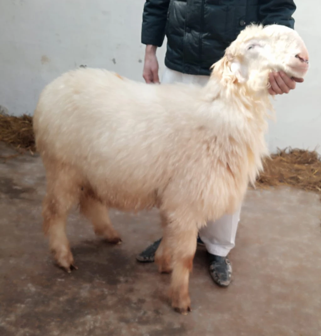 Sheep Livestock for sale in Jhelum