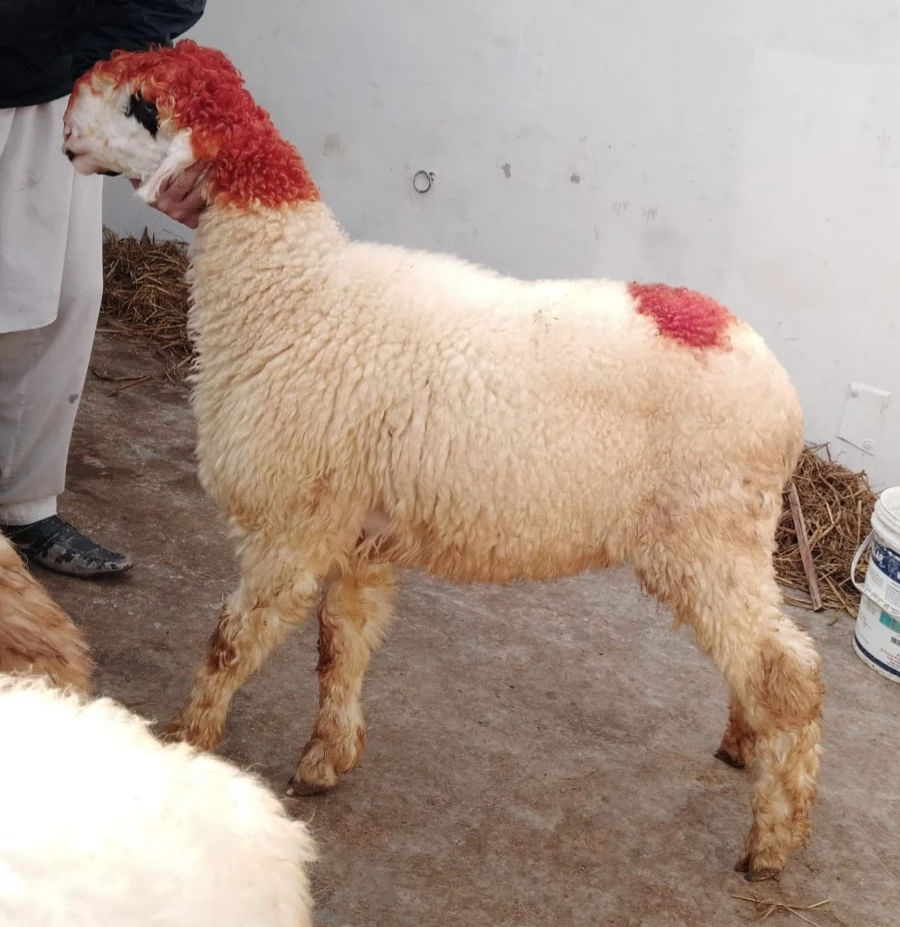 Sheep Livestock for sale in Jhelum