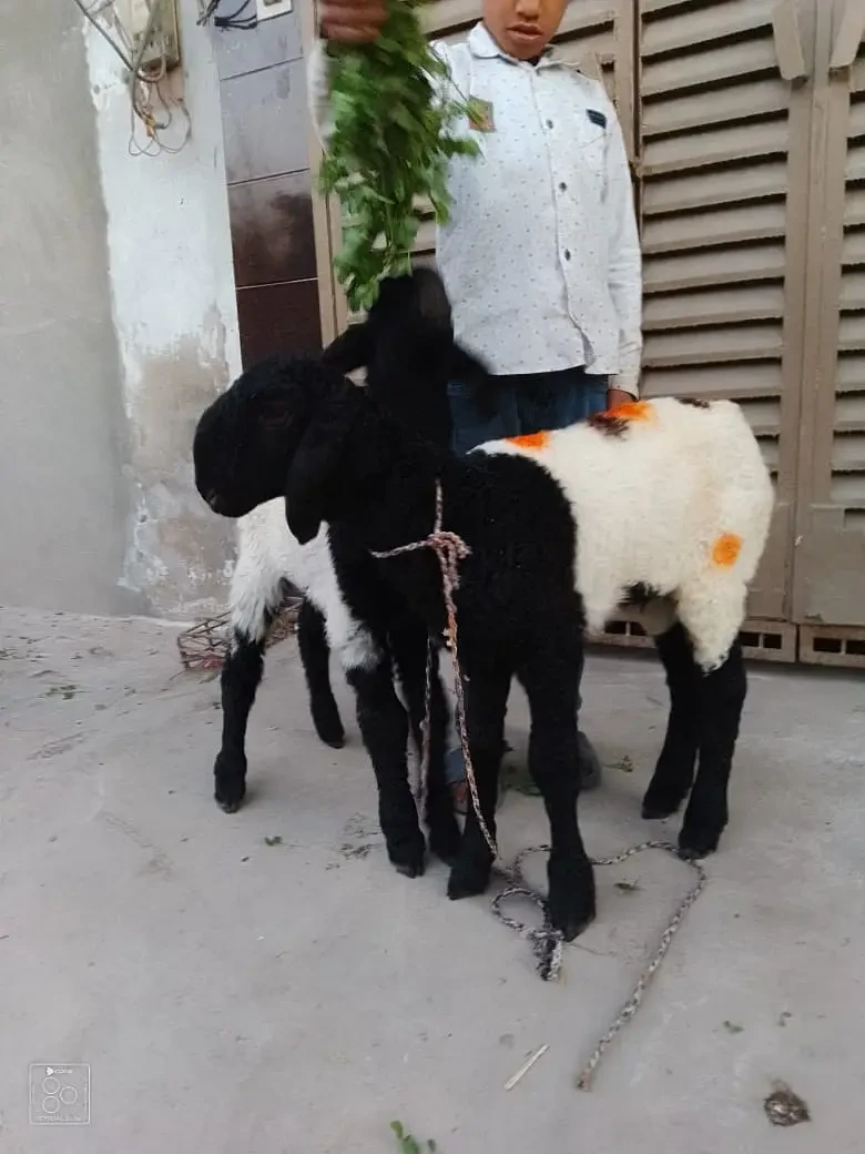Sheep Livestock for sale in Jhelum