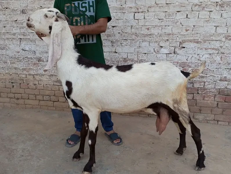 Goats Livestock for sale in Jhelum