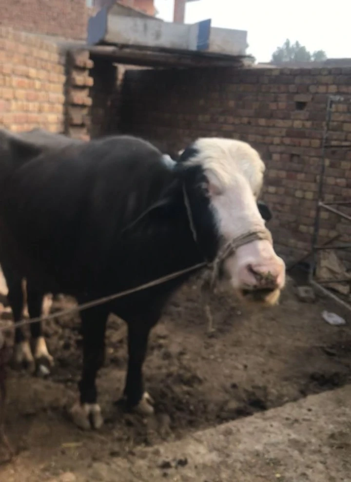 Buffaloes Livestock for sale in Jhelum