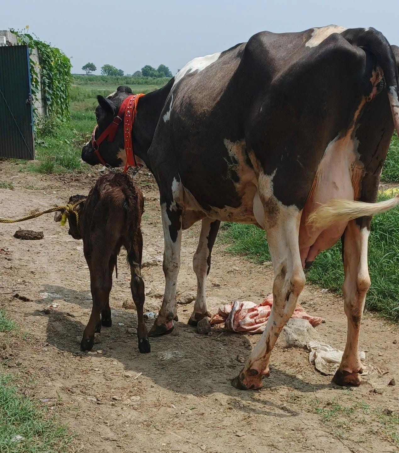Cows & Bulls Livestock for sale in Jhelum