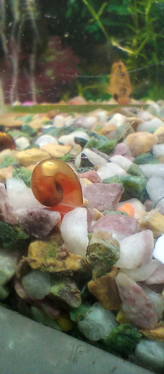 Snails Invertebrates for sale in Lahore