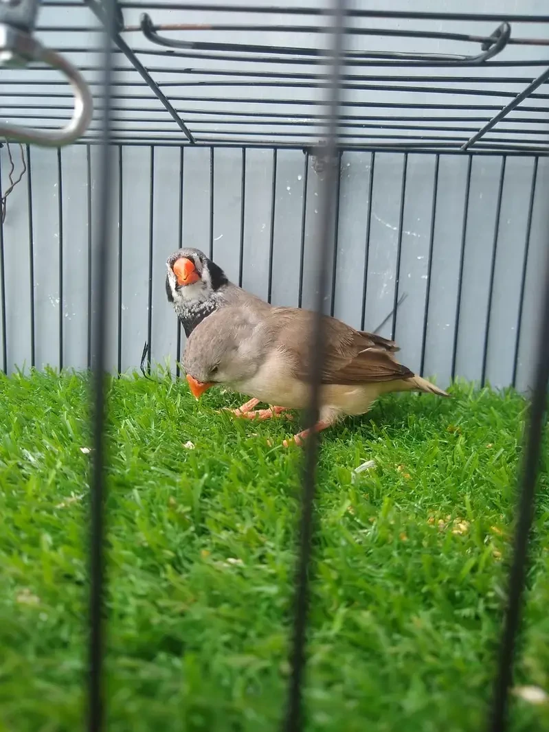 java Finches for sale in Lahore