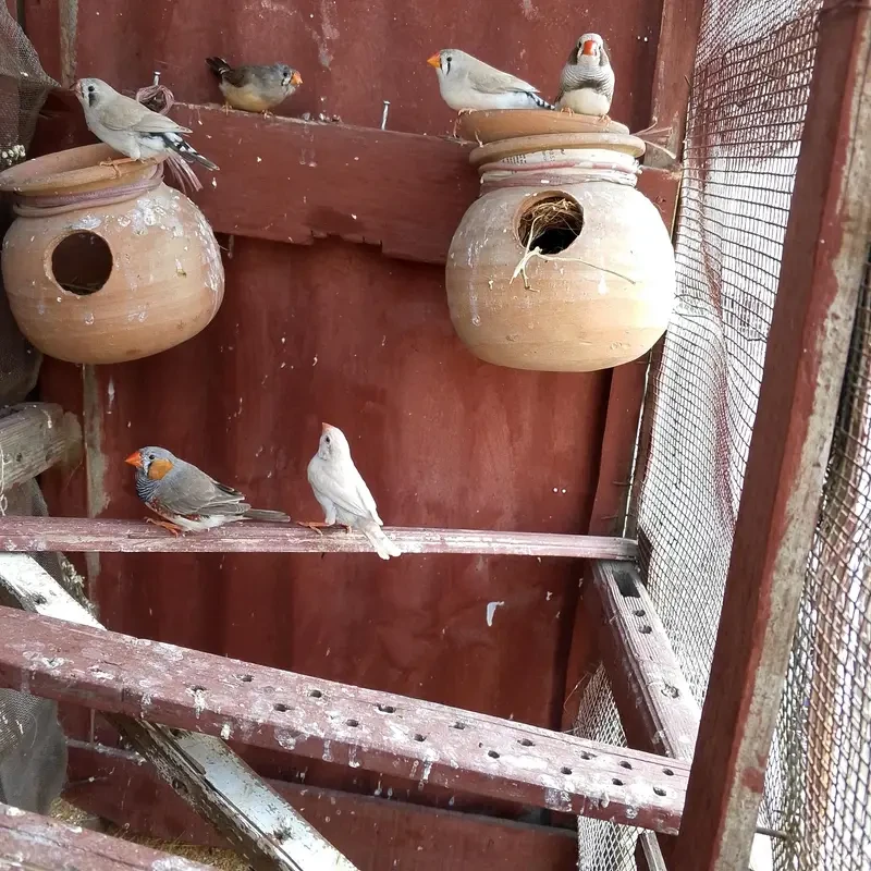 java Finches for sale in Lahore