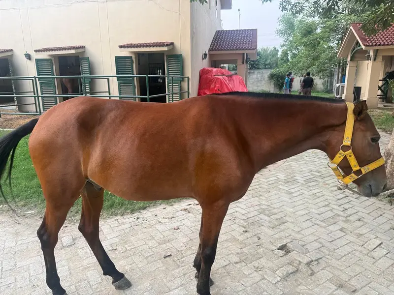 Others Horses for sale in Lahore