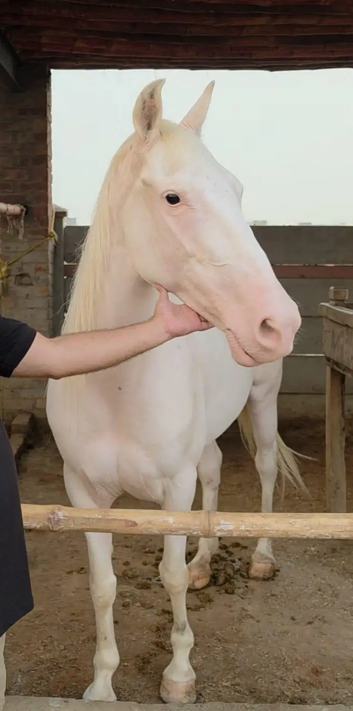 Others Horses for sale in Lahore