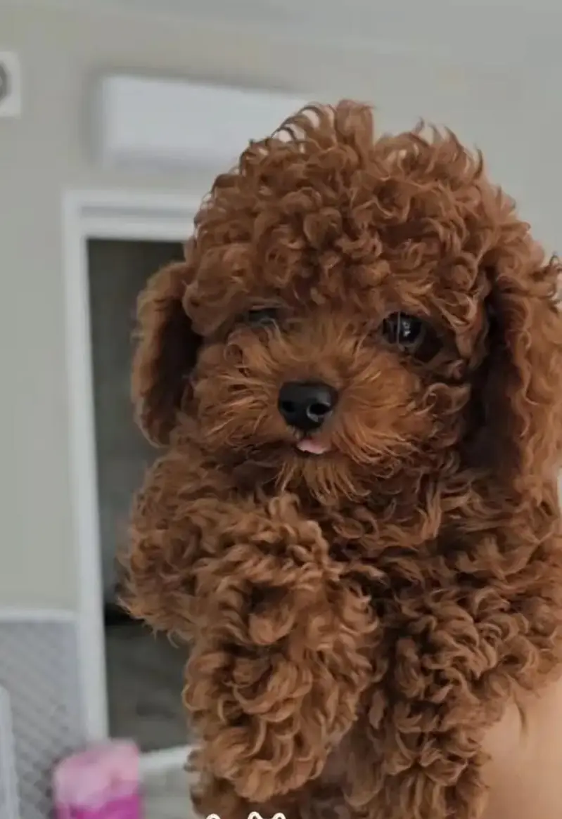 Toy Poodle Dogs for sale in Lahore