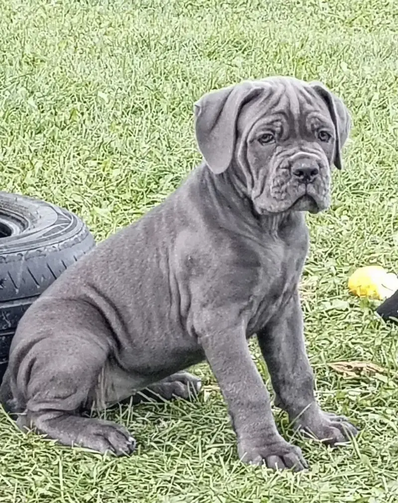 Cane Corso Dogs for sale in Lahore