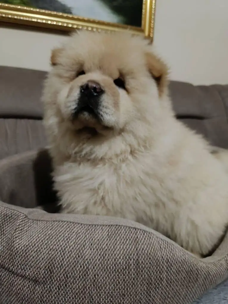 Chow Chow Dogs for sale in Lahore