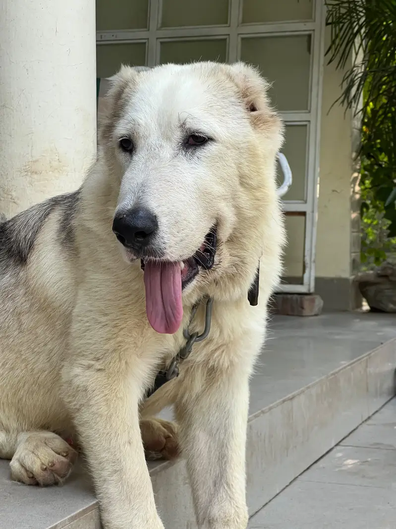 Alabai Dogs for sale in Lahore