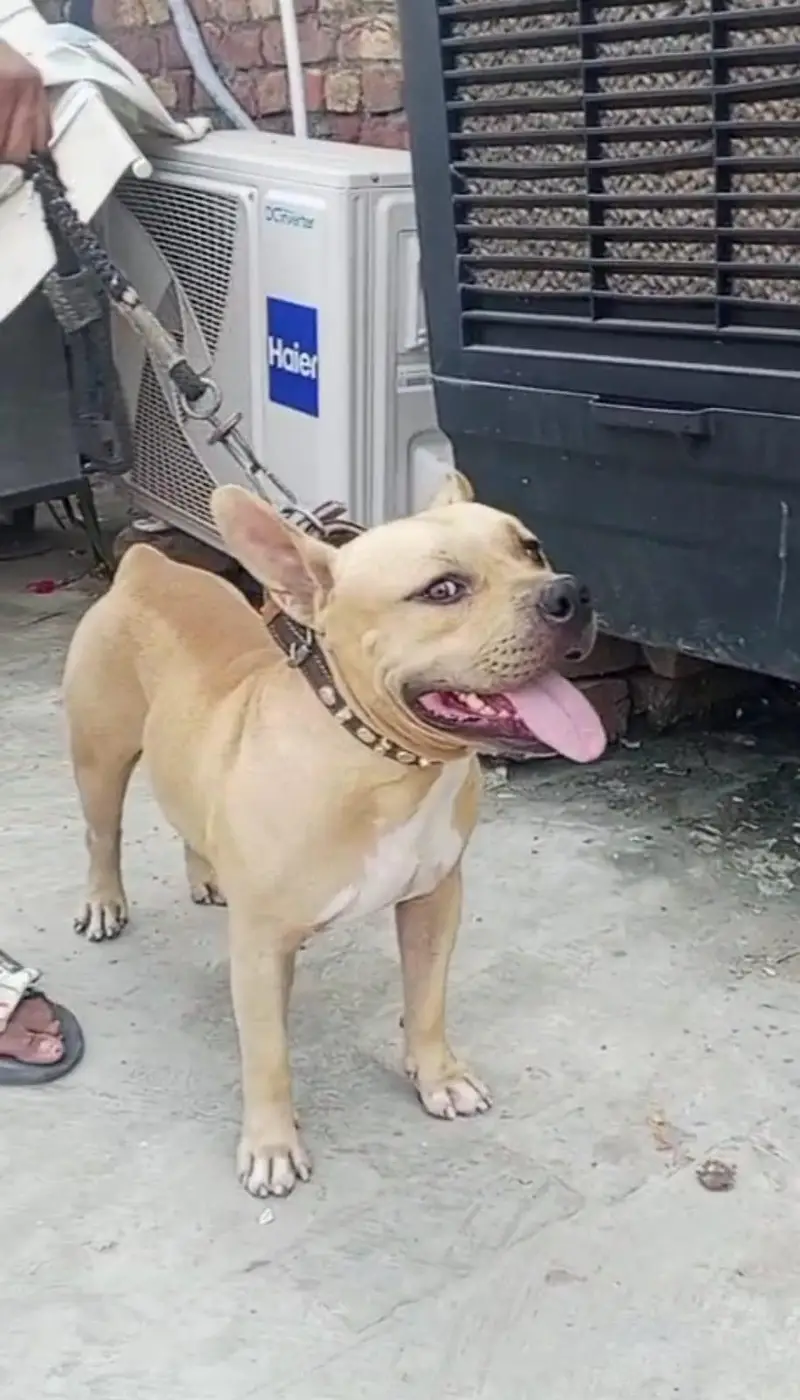American Pitbull Dogs for sale in Lahore