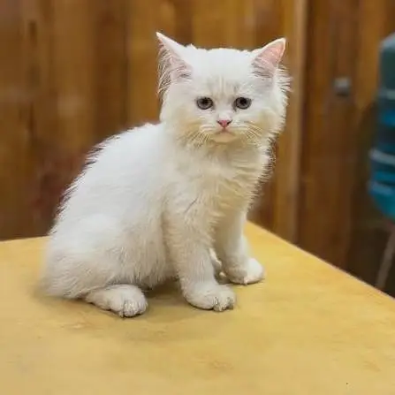 Persian Cats for sale in Lahore