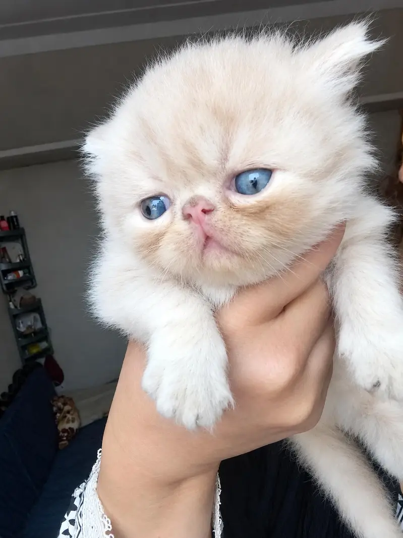 Persian Cats for sale in Lahore