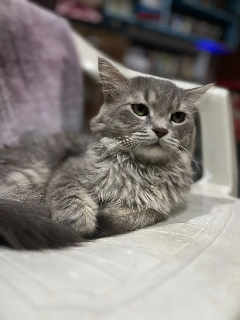 Persian Cats for sale in Lahore