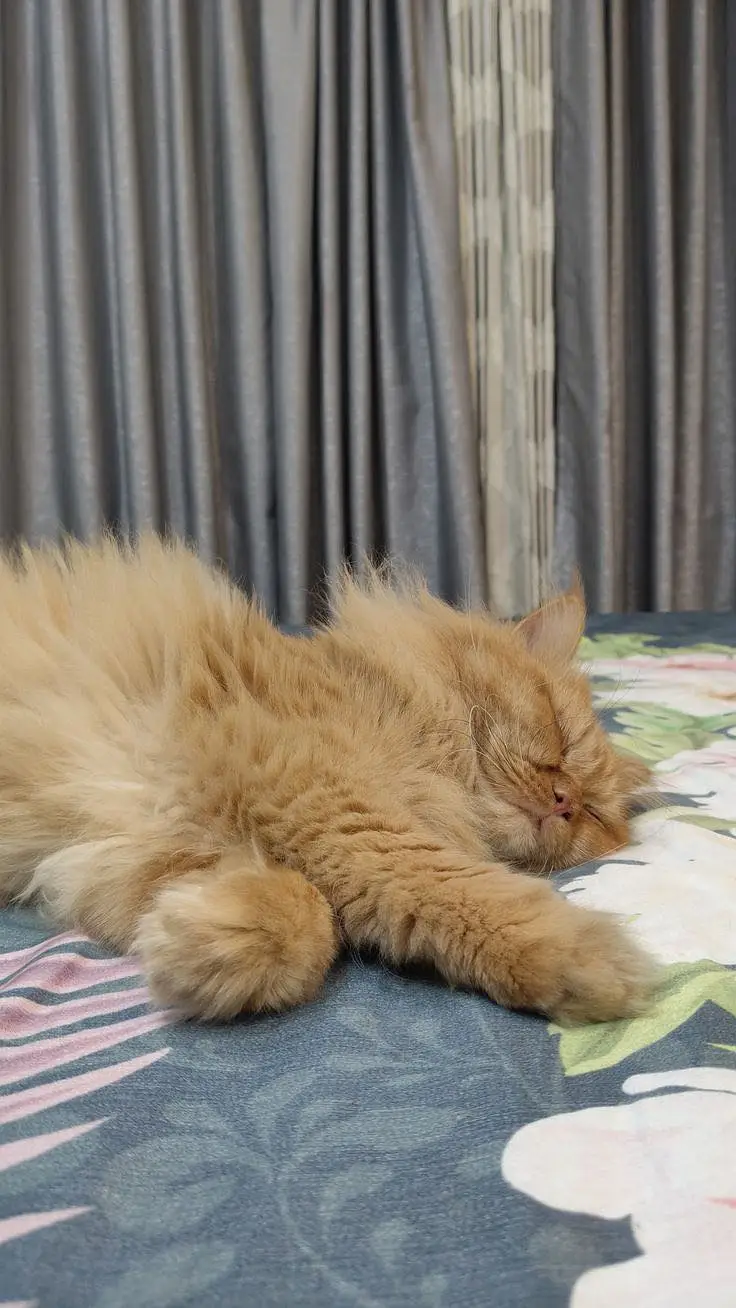 Persian Cats for sale in Lahore
