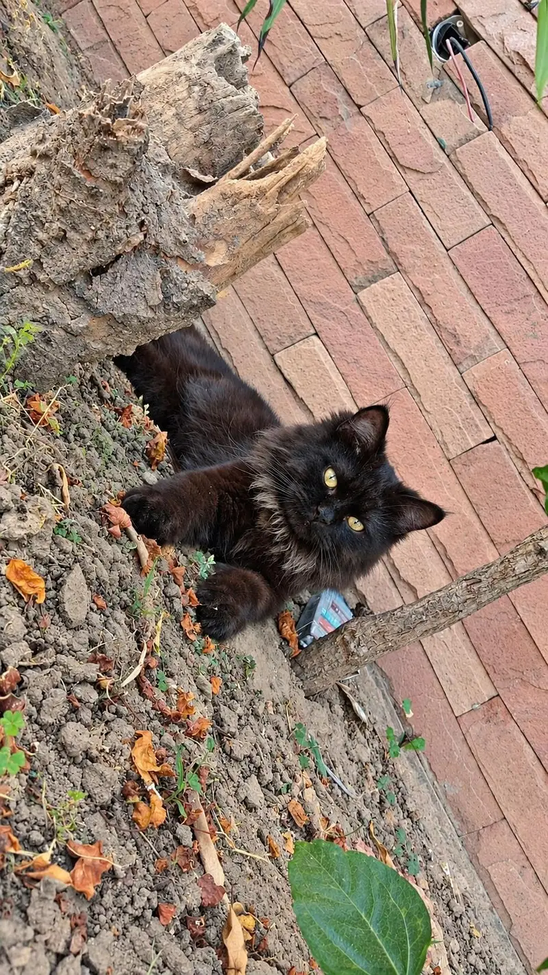 Persian Cats for sale in Lahore