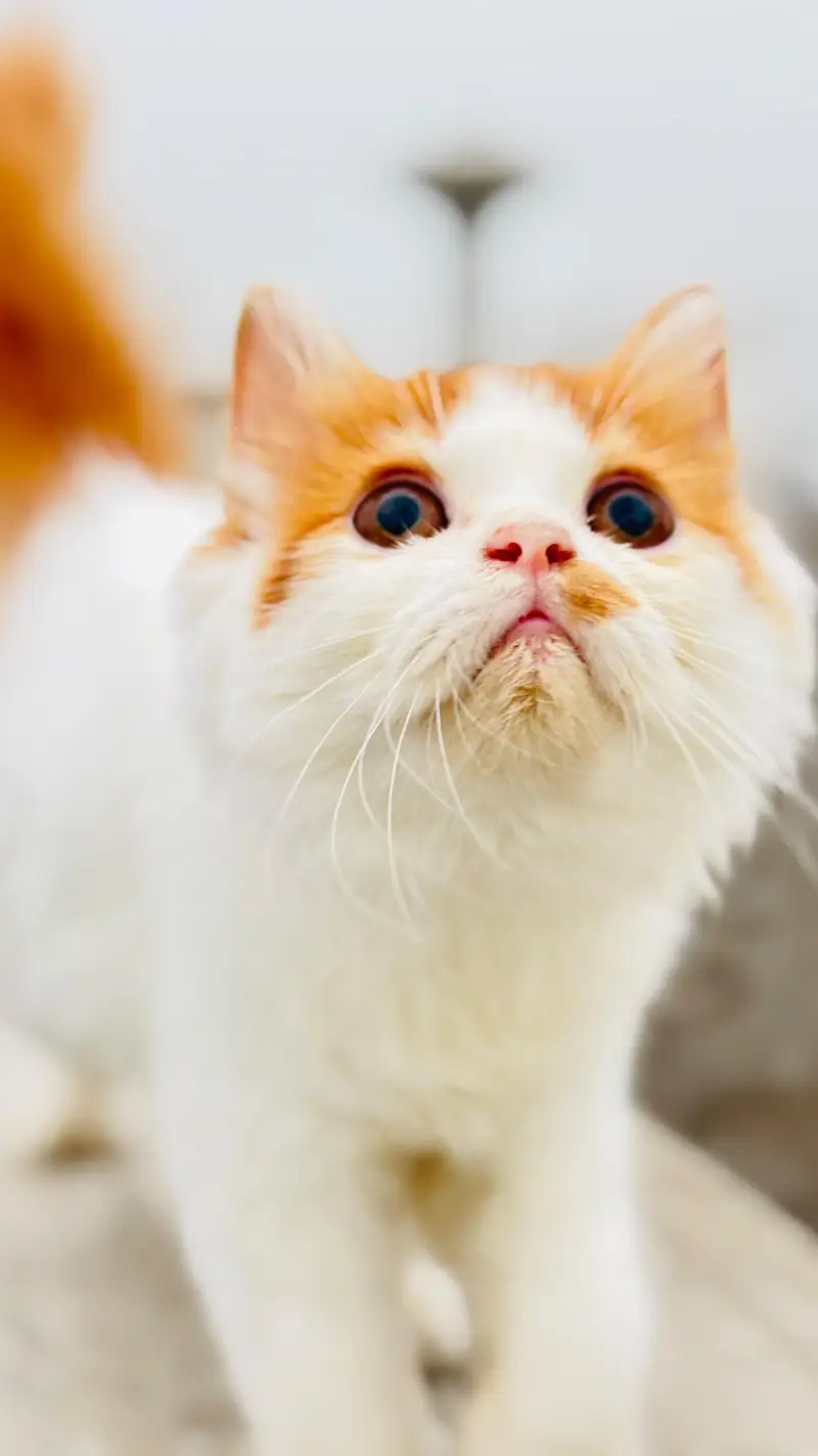 Persian Cats for sale in Lahore