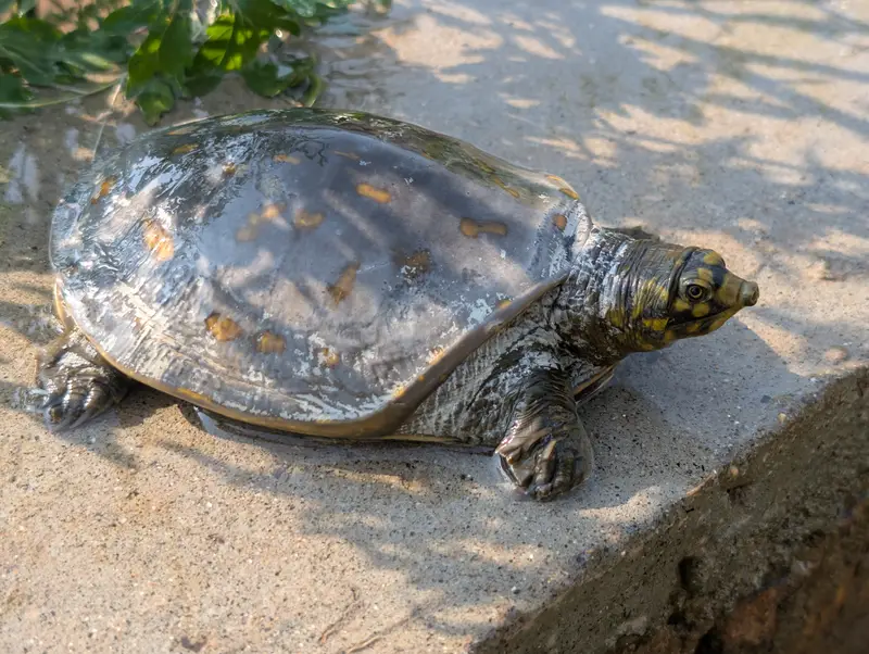 Turtle Reptiles for sale in Lahore