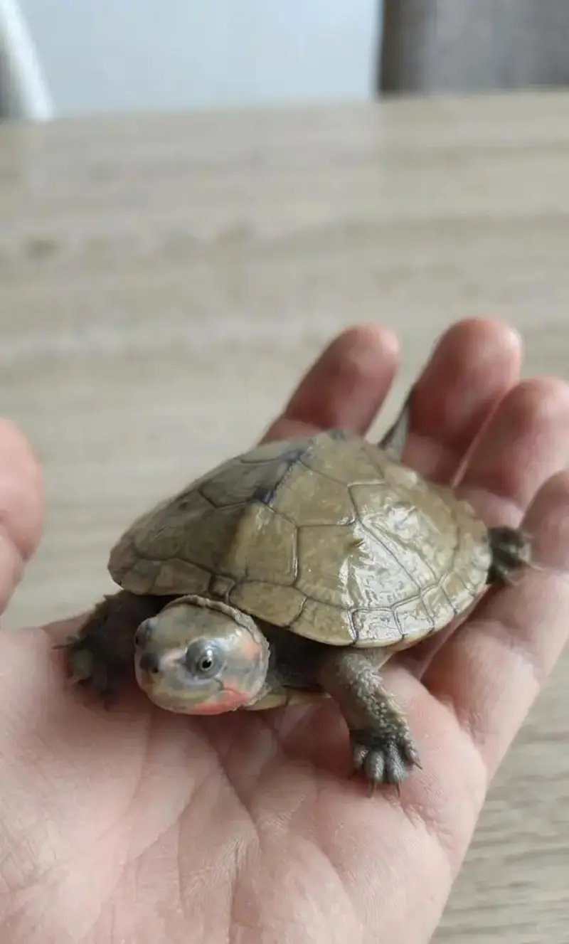Turtle Reptiles for sale in Lahore