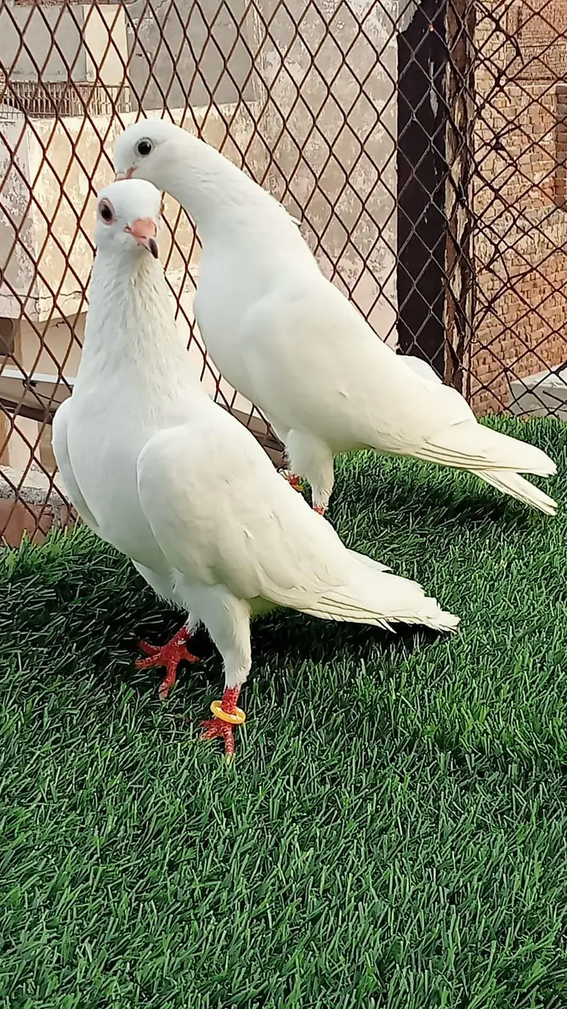Others Pigeons for sale in Lahore