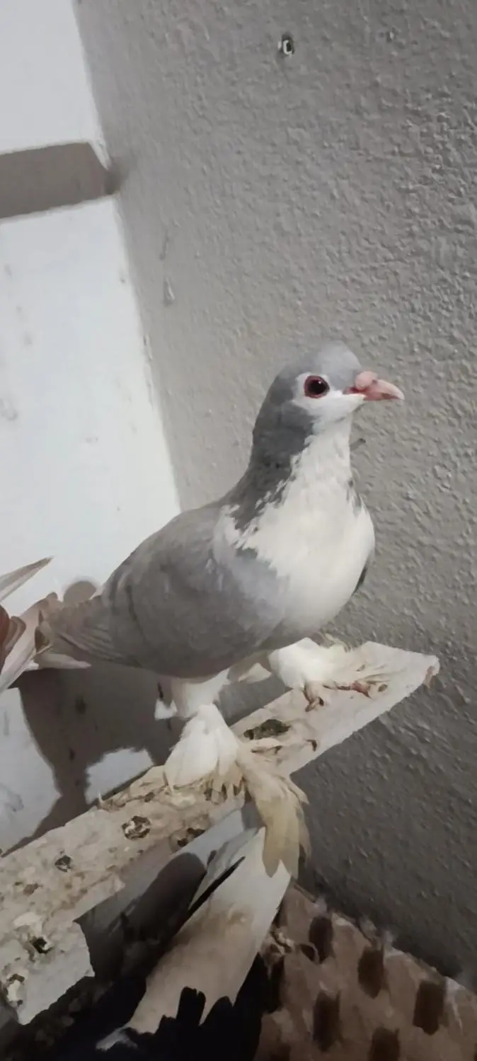 Sherazi Pigeons for sale in Lahore