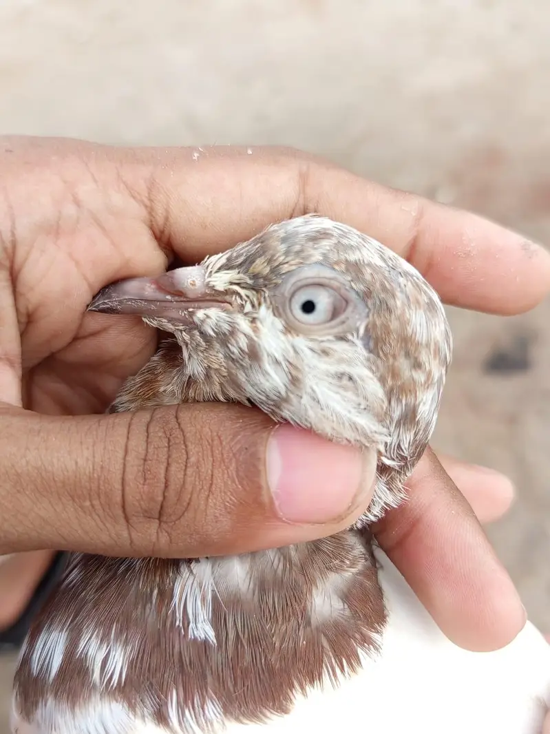 Sialkoti Pigeon Pigeons for sale in Lahore