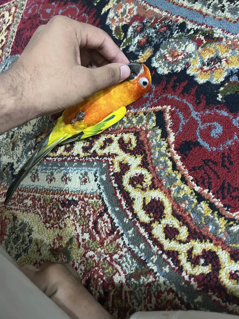 Sun Conure Parrots for sale in Lahore