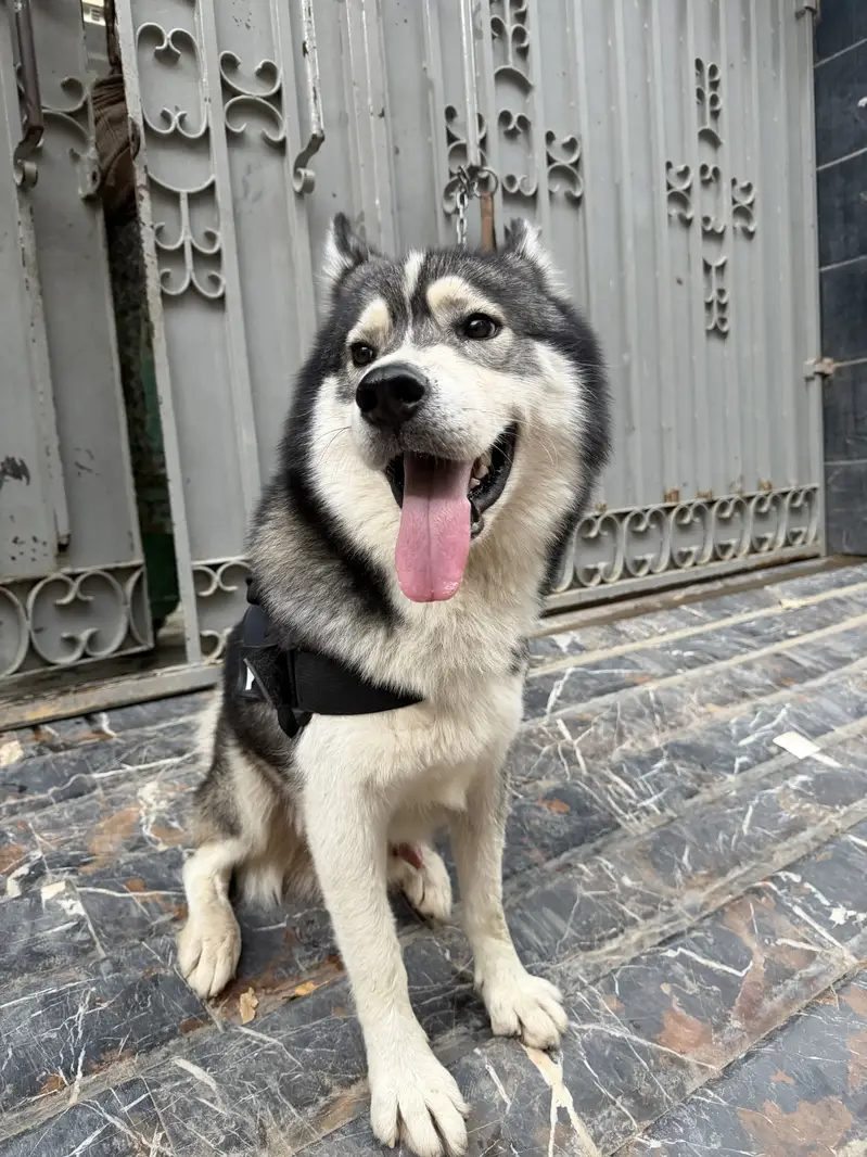 Siberian Husky Dogs for sale in Lahore
