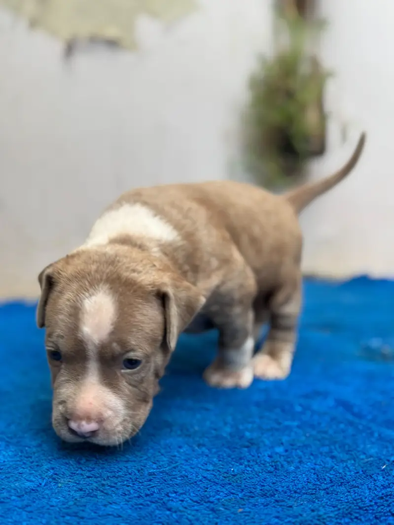 American Bulldog Dogs for sale in Lahore