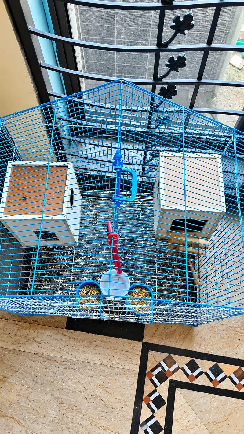 Bird cages Bird Accessories for sale in Lahore
