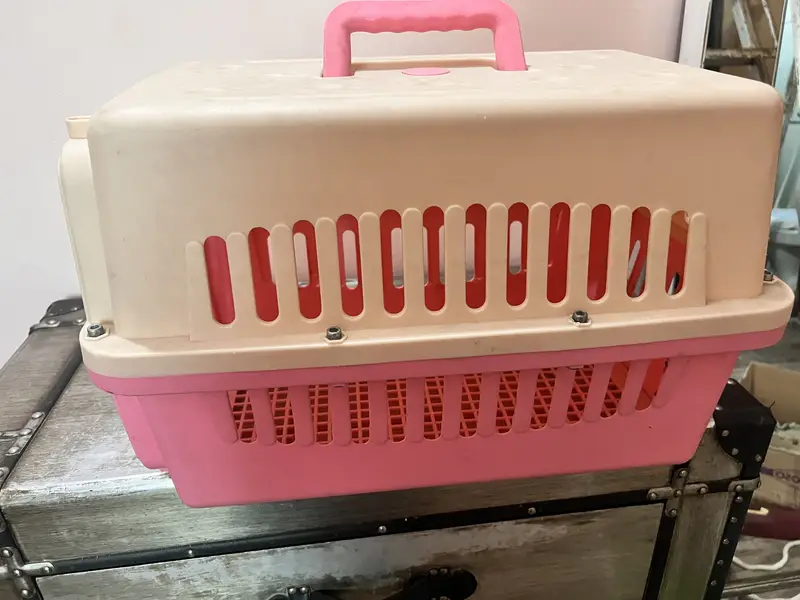Cat Carriers Cat Accessories for sale in Lahore
