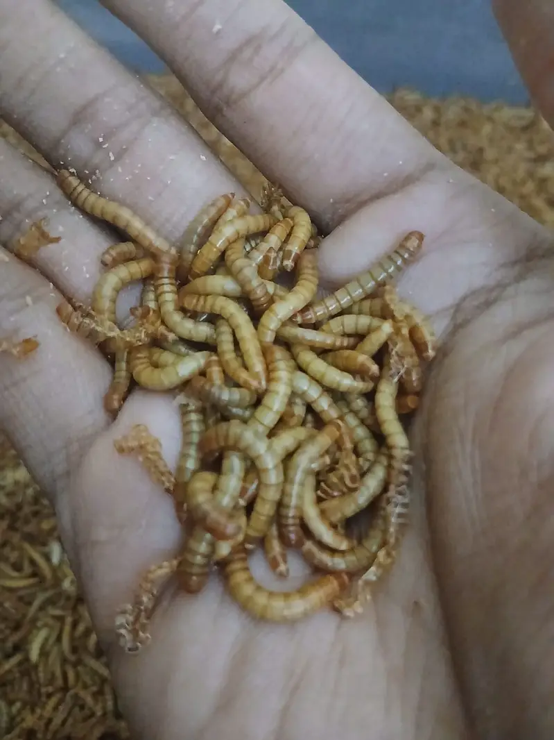 Others Bird Food for sale in Lahore