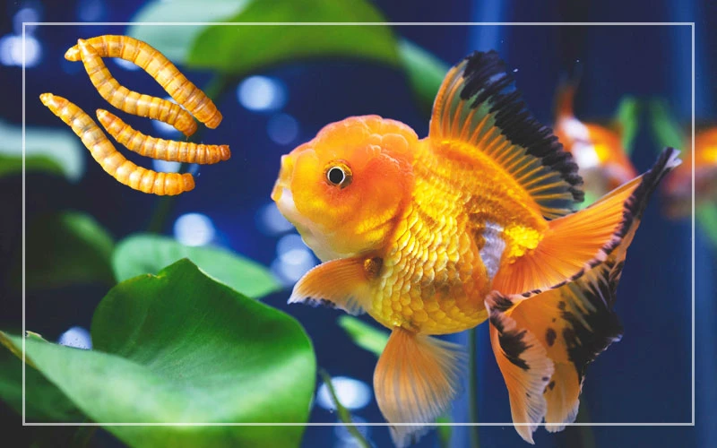 Live Food Fish Food for sale in Lahore