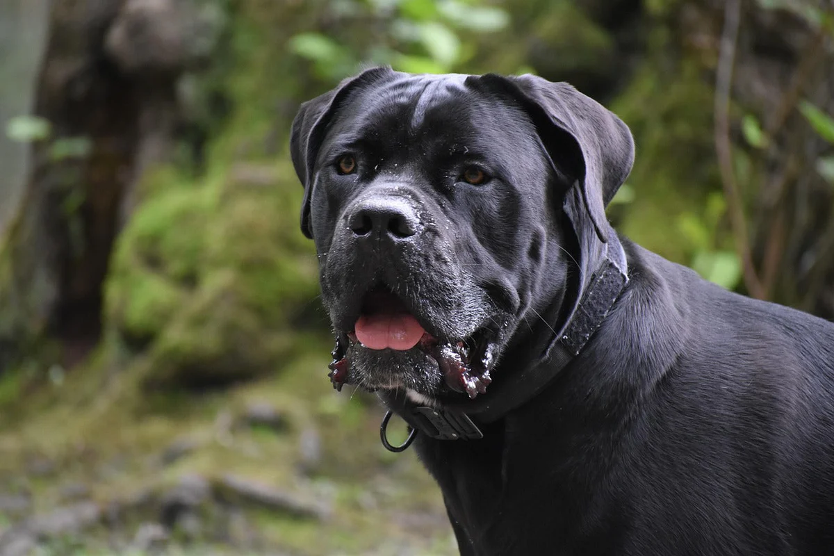 Cane Corso Dogs for sale in Lahore