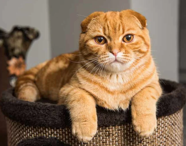 Scottish Fold Male Available for Sale