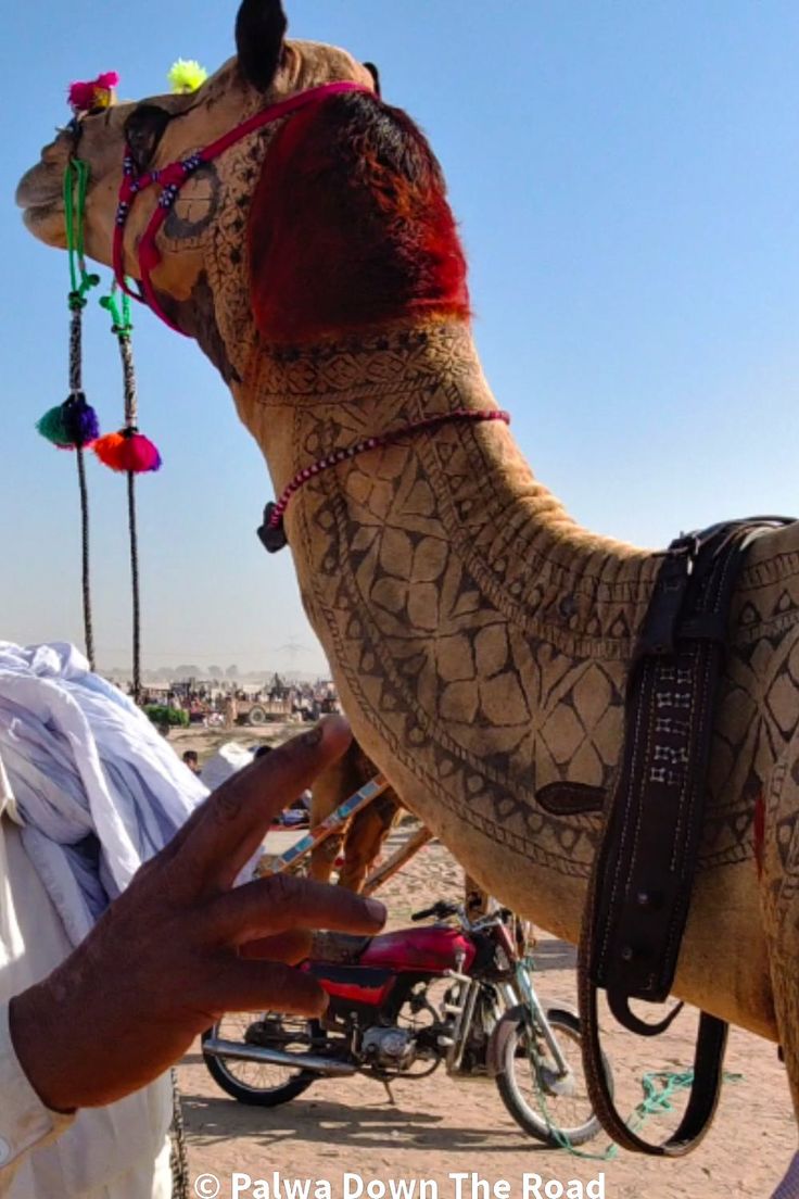 Cholistani Camel اونٹ for sale in Bahawalpur