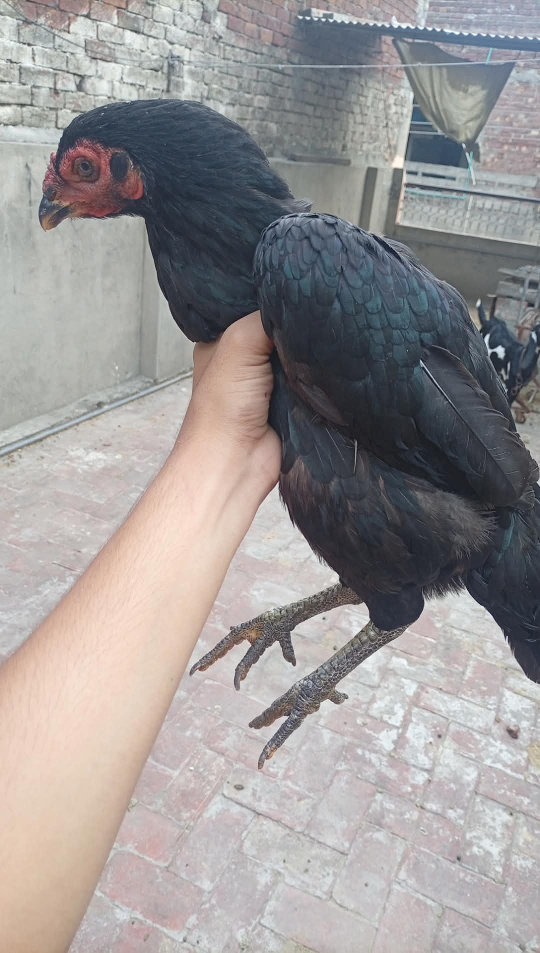 Aseel Thai Hens for sale in Lahore